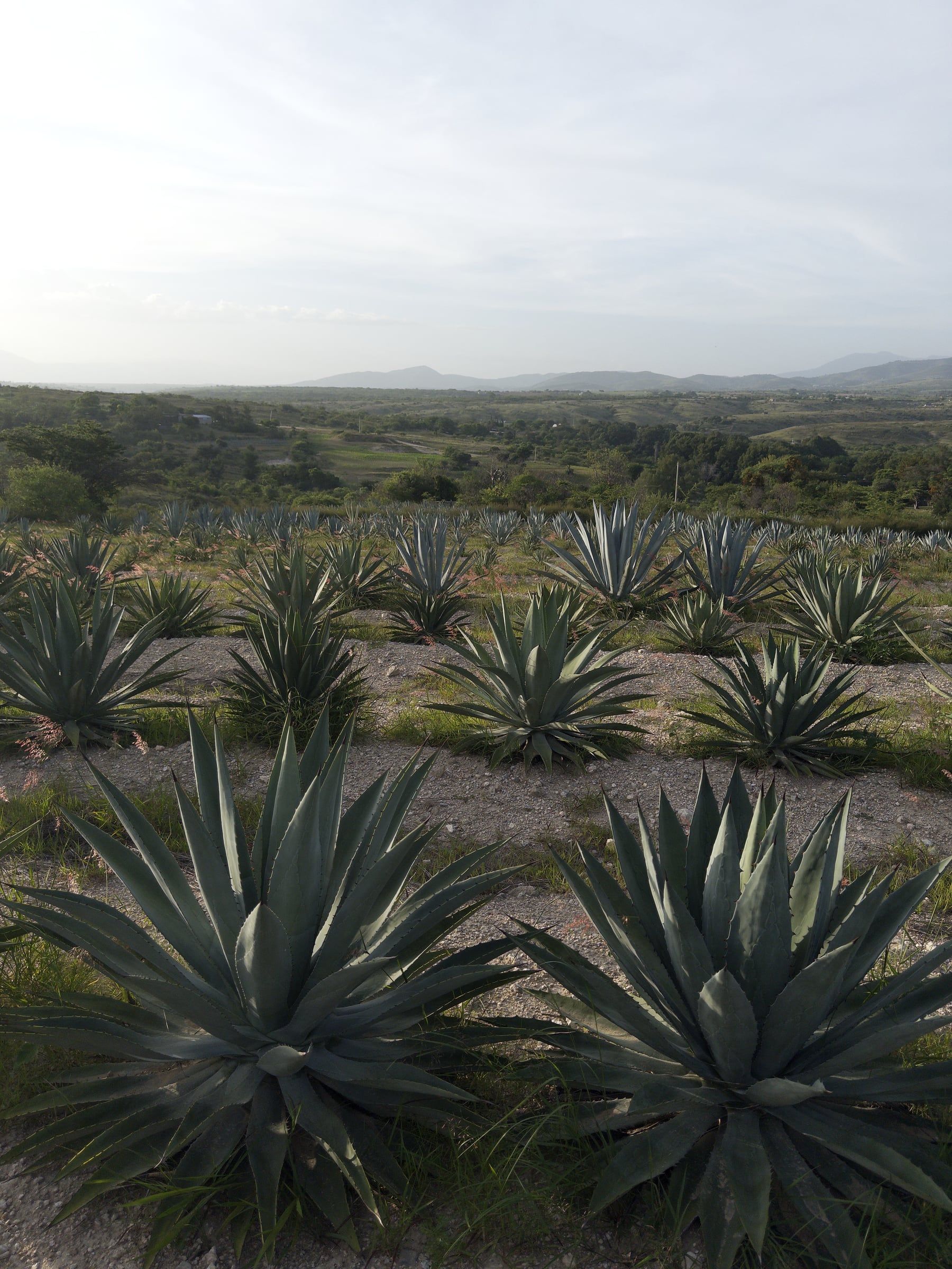 Agave del microlote OAX·CY·1 en campo.