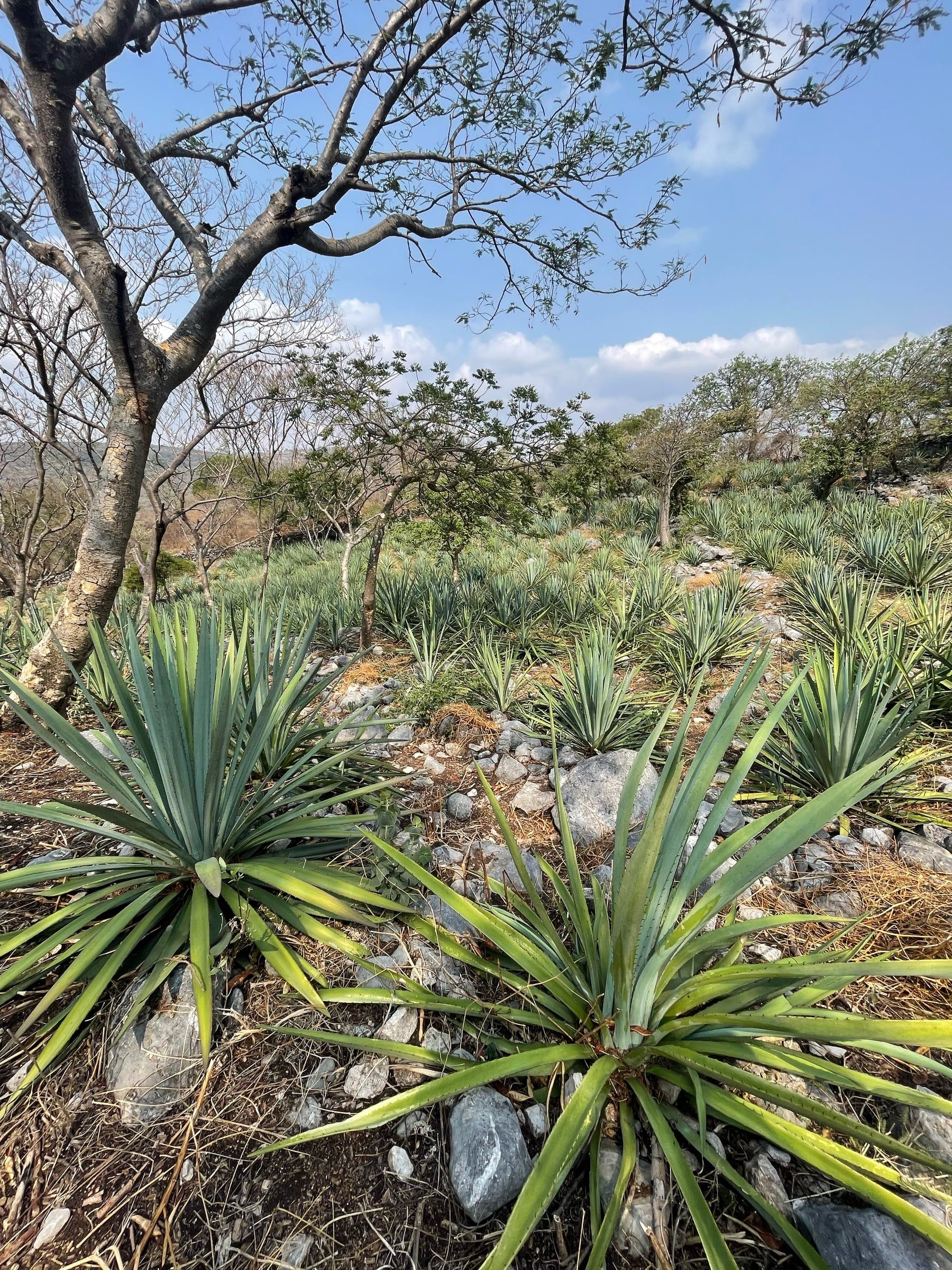 Agave del microlote GRO·EM·1 en campo.