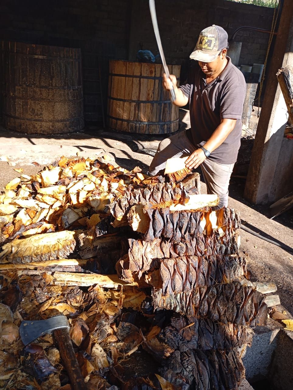 Cortando las piñas ya horneadas para triturarlas antes de fermentar.