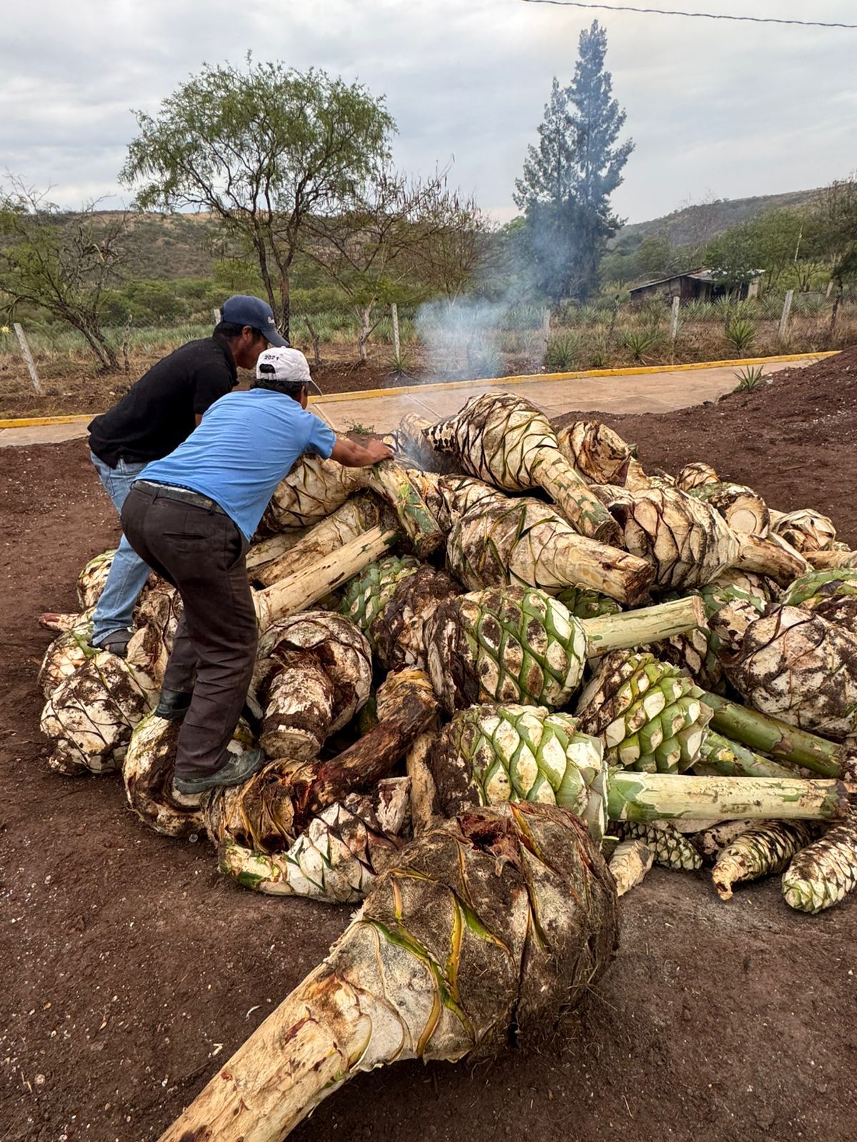 Apilando las piñas recién jimadas.