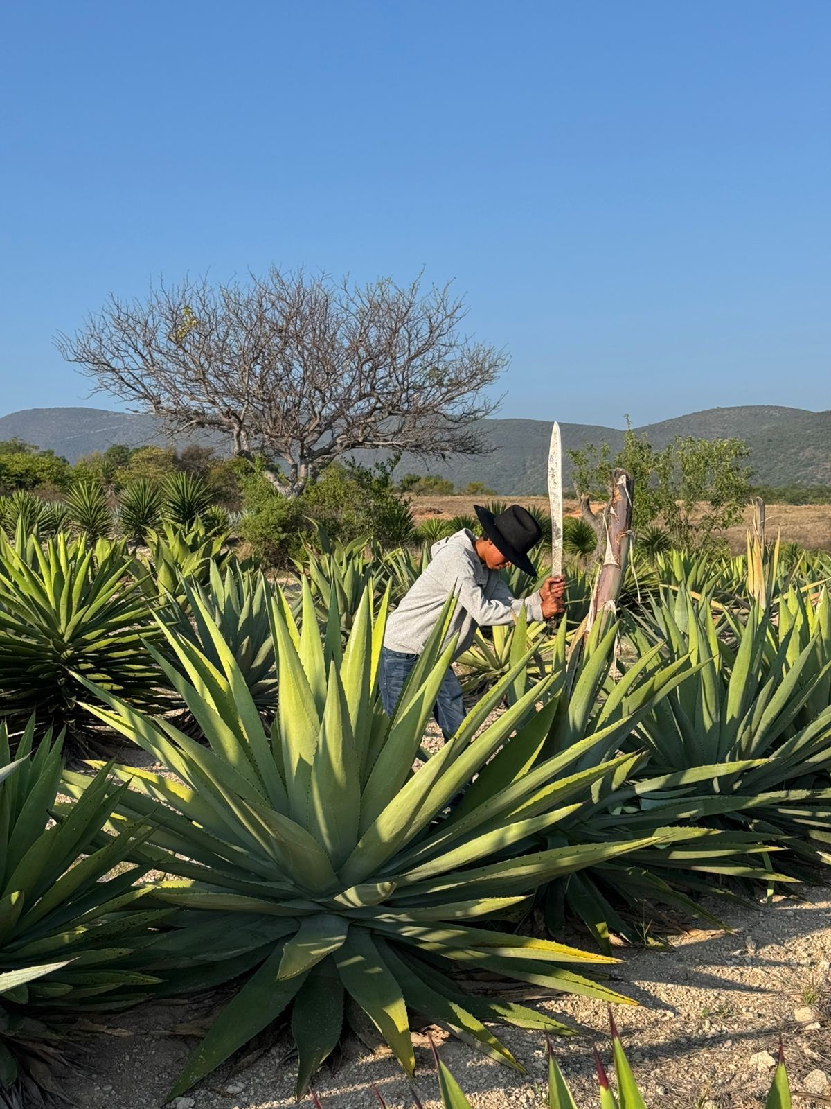 La jima: cortando el agave en el campo de Palo Grande.